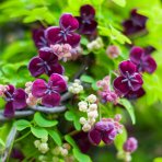 Akébia päťpočetná (Akebia quinata) - výška 170-190 cm, kont. C3L