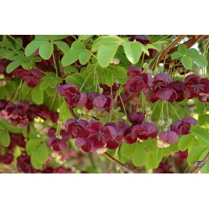 Akébia päťpočetná (Akebia quinata) - výška 30-50 cm, kont. C2L