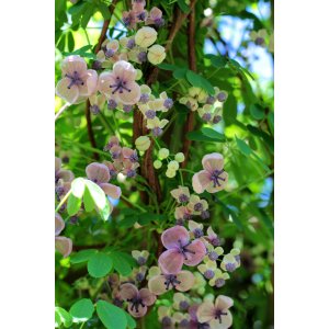 Akébia päťpočetná (Akebia quinata) ´SHIROBANA´ - výška 20-30 cm, kont. P9/11