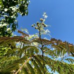 Albízia ružová (Albizia Julibrissin) ´OMBRELLA´ - výška 200-210 cm, obvod kmeňa: 18/20 cm, kont. C90L