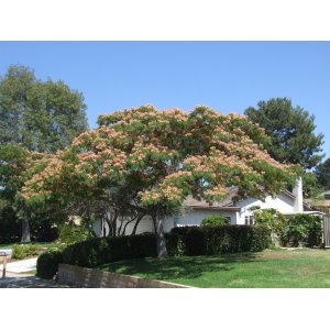 Albízia ružová (Albizia Julibrissin) - výška 150-180 cm, obvod kmeňa 4/6 cm, kont. C9L - NA KMIENKU 