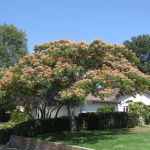 Albízia ružová (Albizia Julibrissin) - výška 100-150 cm, kont. C9,5L - NA KMIENKU 