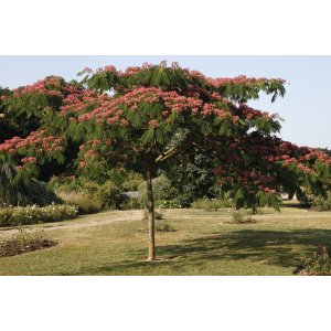 Albízia ružová (Albizia Julibrissin) ´ROUGE DE TUILIÉRE´ - výška 40-60 cm, kont. C2L