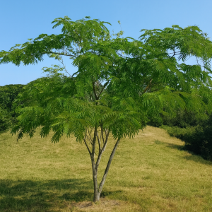 Albízia ružová (Albizia Julibrissin) ´OMBRELLA´® - výška 180-200 cm, kont. C35L - VIACKMENNÁ