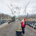 Albízia ružová (Albizia Julibrissin) - výška 340-360 cm, kont. C110L - VIACKMENNÁ