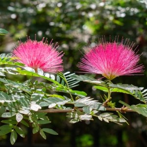 Albízia ružová (Albizia Julibrissin) ´OMBRELLA BOUBRI´® - výška 120-140 cm, kont.C5L