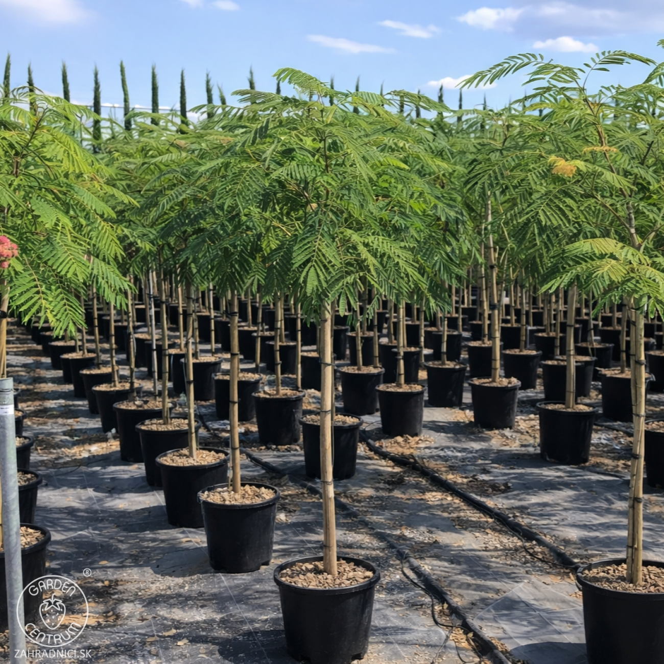 Obrázok Albízia ružová (Albizia Julibrissin) - výška 120-150 cm, obvod kmeňa 8/10 cm, kont. C18L