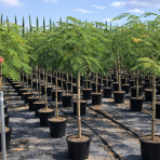 Albízia ružová (Albizia Julibrissin) - výška 120-150 cm, obvod kmeňa 8/10 cm, kont. C18L