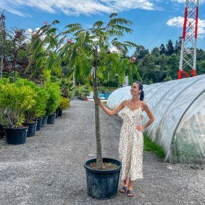 Albízia ružová (Albizia Julibrissin) ´OMBRELLA´ - výška 200-210 cm, obvod kmeňa: 18/20 cm, kont. C90L