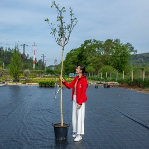 Albízia (Albizia Julibrissin) ´OMBRELLA´ - výška: 250-300 cm, kont. C35L