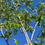 Albízia ružová (Albizia Julibrissin) - výška 350-400 cm, obvod kmeňa 8/10 cm, kont. C35L