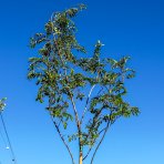 Albízia ružová (Albizia Julibrissin) - výška 350-400 cm, obvod kmeňa 8/10 cm, kont. C35L