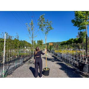 Albízia ružová (Albizia Julibrissin) - výška 200-250 cm, obvod kmeňa: 8/10 cm, kont. C30L