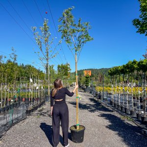 Albízia ružová (Albizia Julibrissin) - výška 350-400 cm, obvod kmeňa 8/10 cm, kont. C35L