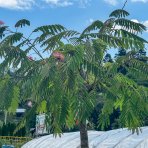 Albízia ružová (Albizia Julibrissin) ´OMBRELLA´ - výška 200-210 cm, obvod kmeňa: 18/20 cm, kont. C90L