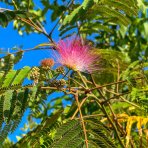 Albízia ružová (Albizia Julibrissin) ´OMBRELLA´ - výška 200-210 cm, obvod kmeňa: 18/20 cm, kont. C90L