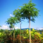 Albízia ružová (Albizia Julibrissin) - výška 300-350 cm, obvod kmeňa 16/18 cm, kont. C110L