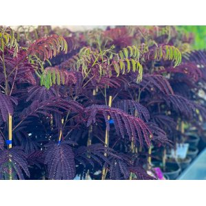 Albízia čokoládová (Albizia Julibrissin) ´SUMMER CHOCOLATE´® - výška 20-40 cm, kont. C3L