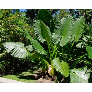 Alokázia (Alocasia) ´MACRORRHIZA´ - výška 80-130 cm, kont. C70L