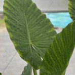 Alokázia (Alocasia) ´MACRORRHIZA´ - výška 80-130 cm, kont. C70L