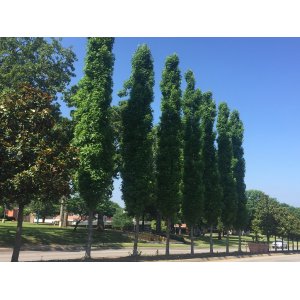 Ambrovník styraxový (Liquidambar Styraciflua) ´SLENDER SILHOUETTE´ výška: 300+ cm, obvod kmeňa: 8/10 cm, kont. C35L