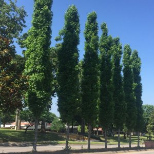 Ambrovník styraxový (Liquidambar Styraciflua) ´SLENDER SILHOUETTE´ výška: 300+ cm, obvod kmeňa: 8/10 cm, kont. C35L