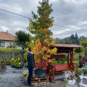 Ambrovník styraxový (Liquidambar Styraciflua) - výška: 400-450 cm, obvod kmeňa: 18/20 cm, kont. C240L