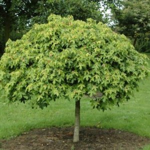 Ambrovník styraxový (Liquidambar styraciflua) ´GUMBALL´ - výška 130-150 cm, obvod kmeňa: 8/10 cm, kont. C15L - NA KMIENKU
