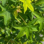 Ambrovník styraxový (Liquidambar styraciflua) ´GUMBALL´ - výška 80-100 cm, obvod kmeňa: 6/8 cm, kont. C15L - NA KMIENKU