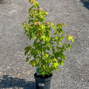 Ambrovník styraxový (Liquidambar Styraciflua) - výška 90-120 cm, kont. C5L