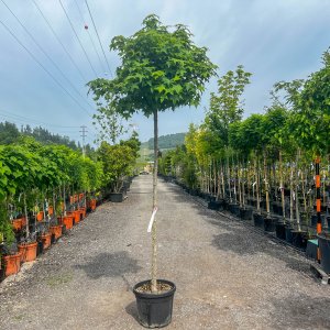 Ambrovník styraxový (Liquidambar styraciflua) ´GUMBALL´ - výška 250-300 cm, obvod kmeňa: 10/12 cm, kont. C45L 