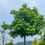 Ambrovník styraxový (Liquidambar styraciflua) ´GUMBALL´ - výška 250-300 cm, obvod kmeňa: 10/12 cm, kont. C45L 