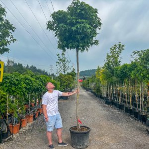 Ambrovník styraxový (Liquidambar styraciflua) ´GUMBALL´ - výška 300-350 cm, obvod kmeňa: 14/16 cm, kont. C90L 