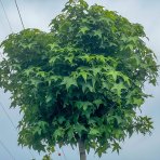 Ambrovník styraxový (Liquidambar styraciflua) ´GUMBALL´ - výška 300-350 cm, obvod kmeňa: 14/16 cm, kont. C90L 