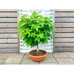 Ambrovník styraxový (Liquidambar Styraciflua) ´GUMBALL´ - výška 90-100 cm, obvod kmeňa 10/12 cm, kont. C45L - BONSAJ