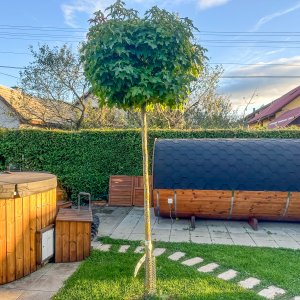 Ambrovník styraxový (Liquidambar styraciflua) ´GUMBALL´ - výška 250-300 cm, obvod kmeňa: 6/8 cm, kont. C18L - NA KMIENKU