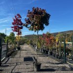 Ambrovník styraxový (Liquidambar styraciflua) ´GUMBALL´ - výška 250-300 cm, obvod kmeňa: 10/12 cm, kont. C45L 