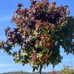 Ambrovník styraxový (Liquidambar styraciflua) ´GUMBALL´ - výška 250-300 cm, obvod kmeňa: 10/12 cm, kont. C45L 