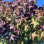 Ambrovník styraxový (Liquidambar styraciflua) ´GUMBALL´ - výška 250-300 cm, obvod kmeňa: 10/12 cm, kont. C45L 