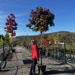 Ambrovník styraxový (Liquidambar styraciflua) ´GUMBALL´ - výška 250-300 cm, obvod kmeňa: 10/12 cm, kont. C45L 