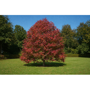 Ambrovník styraxový (Liquidambar styraciflua)  - výška 200-220 cm, kont. C10L