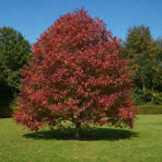 Ambrovník styraxový (Liquidambar styraciflua)  - výška 200-220 cm, kont. C10L