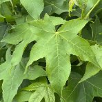 Ambrovník styraxový (Liquidambar styraciflua) ´GUMBALL´ - výška 130-150 cm, obvod kmeňa: 8/10 cm, kont. C15/20L - NA KMIENKU