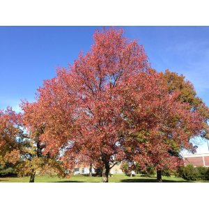 Ambrovník styraxový (Liquidambar Styraciflua) - výška 40-60 cm, kont. C3L