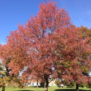 Ambrovník styraxový (Liquidambar Styraciflua) - výška 40-60 cm, kont. C3L