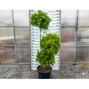 Ambrovník styraxový (Liquidambar styraciflua) ´GUMBALL´ - výška 150-180 cm, kont. C35L - POMPONS