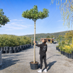 Ambrovník styraxový (Liquidambar styraciflua) - výška 200-250 cm, kont. C45L, obvod kmeňa 12/14 cm - STRECHA