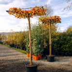 Ambrovník styraxový (Liquidambar styraciflua) - výška 200-250 cm, kont. C45L, obvod kmeňa 12/14 cm - STRECHA