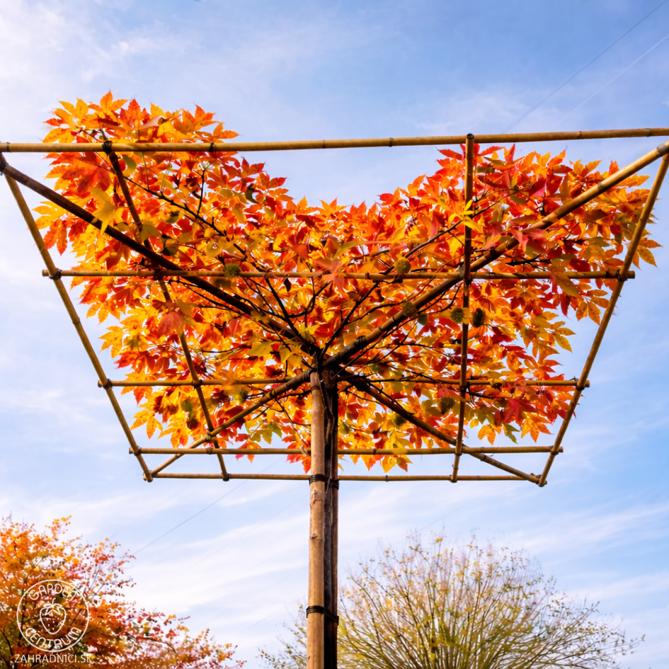 Obrázok Ambrovník styraxový (Liquidambar styraciflua) - výška 200-250 cm, kont. C45L, obvod kmeňa 12/14 cm - STRECHA