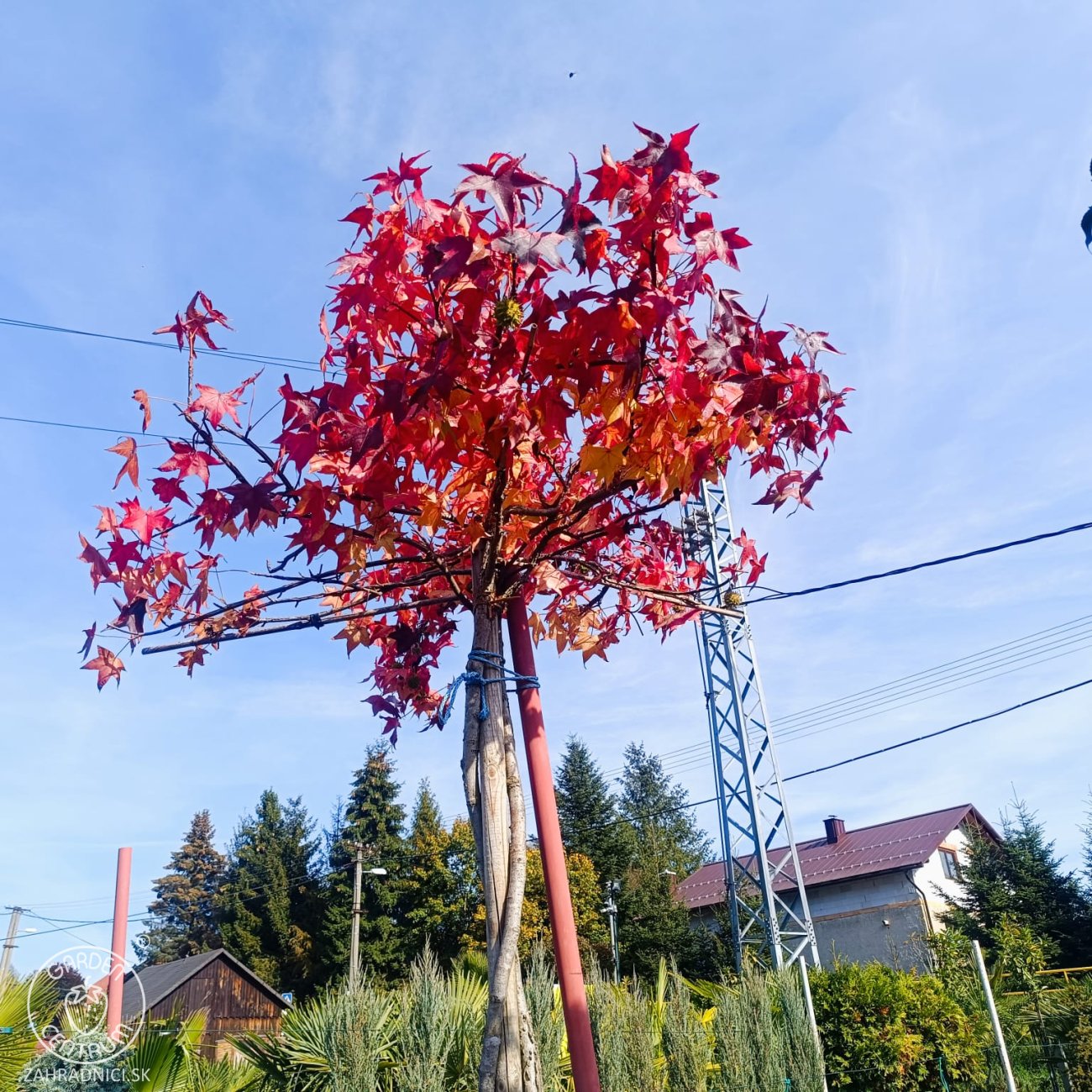 Obrázok Ambrovník styraxový (Liquidambar styraciflua) - výška 250-260 cm, kont. C45L - TVAROVANÁ STRECHA